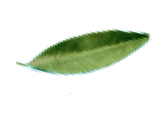 kusshh leaf
